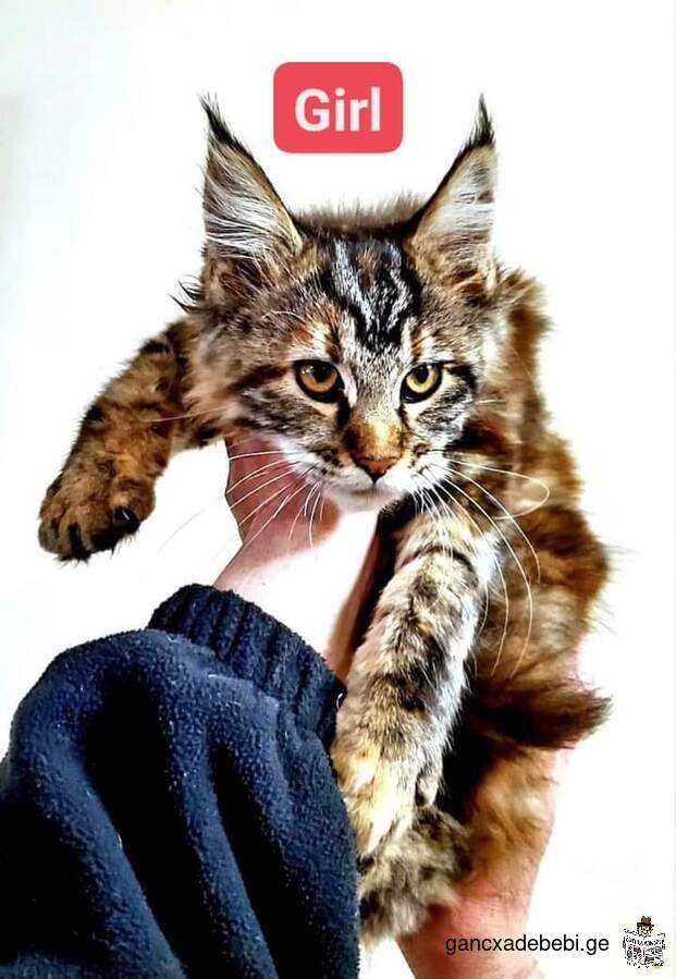 🦁 for sale Maine Coon