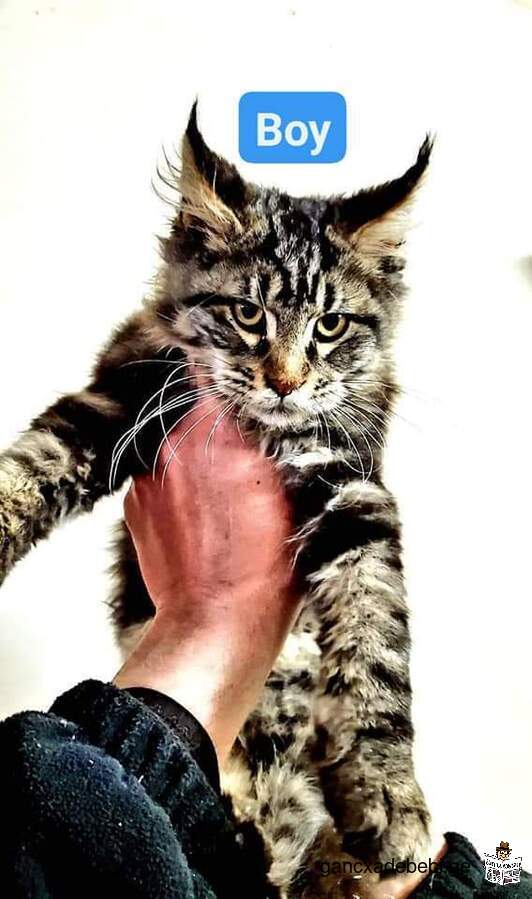 🦁 for sale Maine Coon
