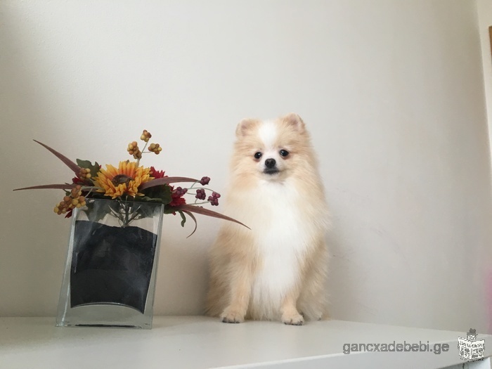 A beautiful Pomeranian puppy LOOKS FOR A NEW FAMILY!