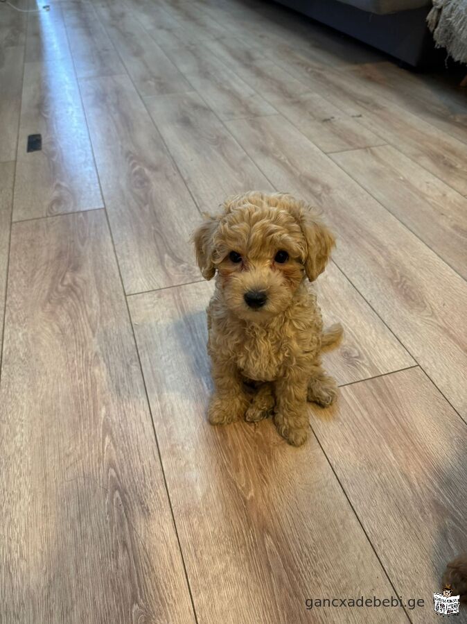 A purebred poodle is for sale