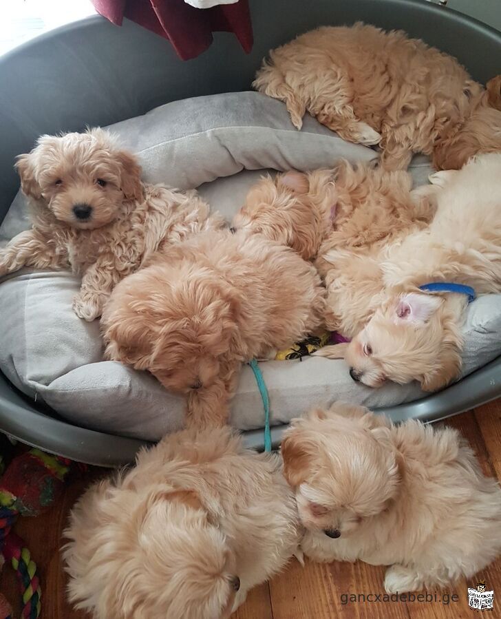 Adorble and Socialized Maltipoo Puppies With Papers Ready to leave Now