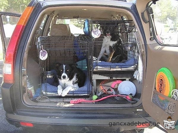 Animal (dogs, cats, etc.) transportation service