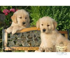 Beautiful Golden Retriever Puppies Ready For A Good Home For X-mass.