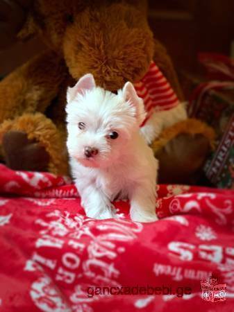 Beautiful Maltese Puppies for you.