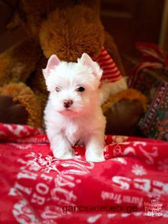Beautiful Maltese Puppies for you.
