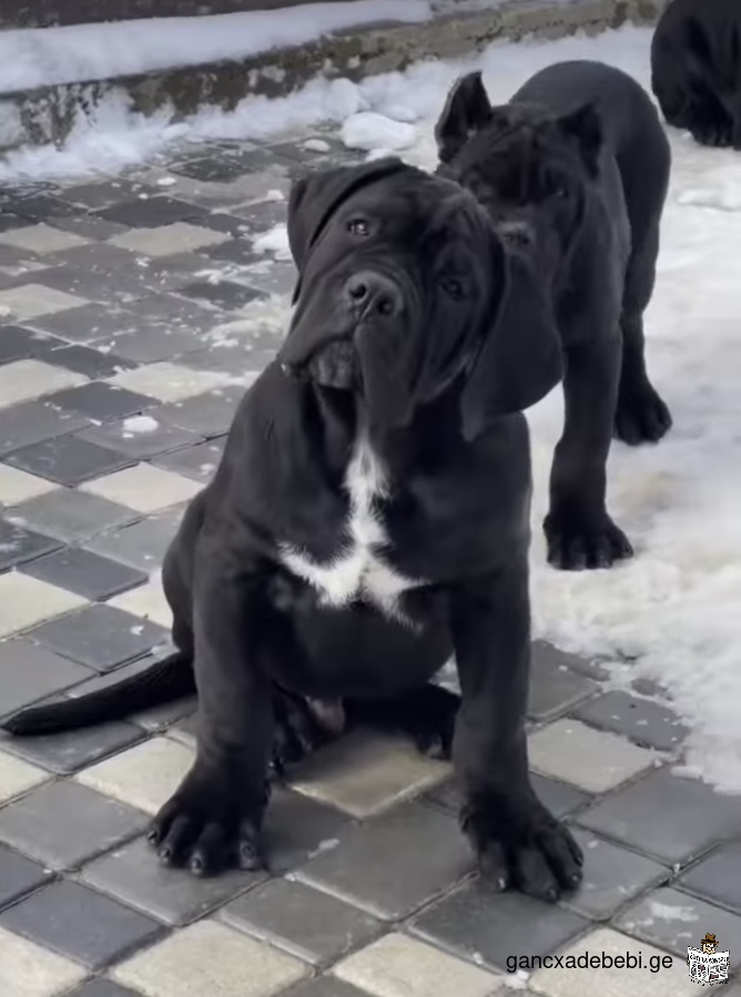 Cane corso puppies males and female