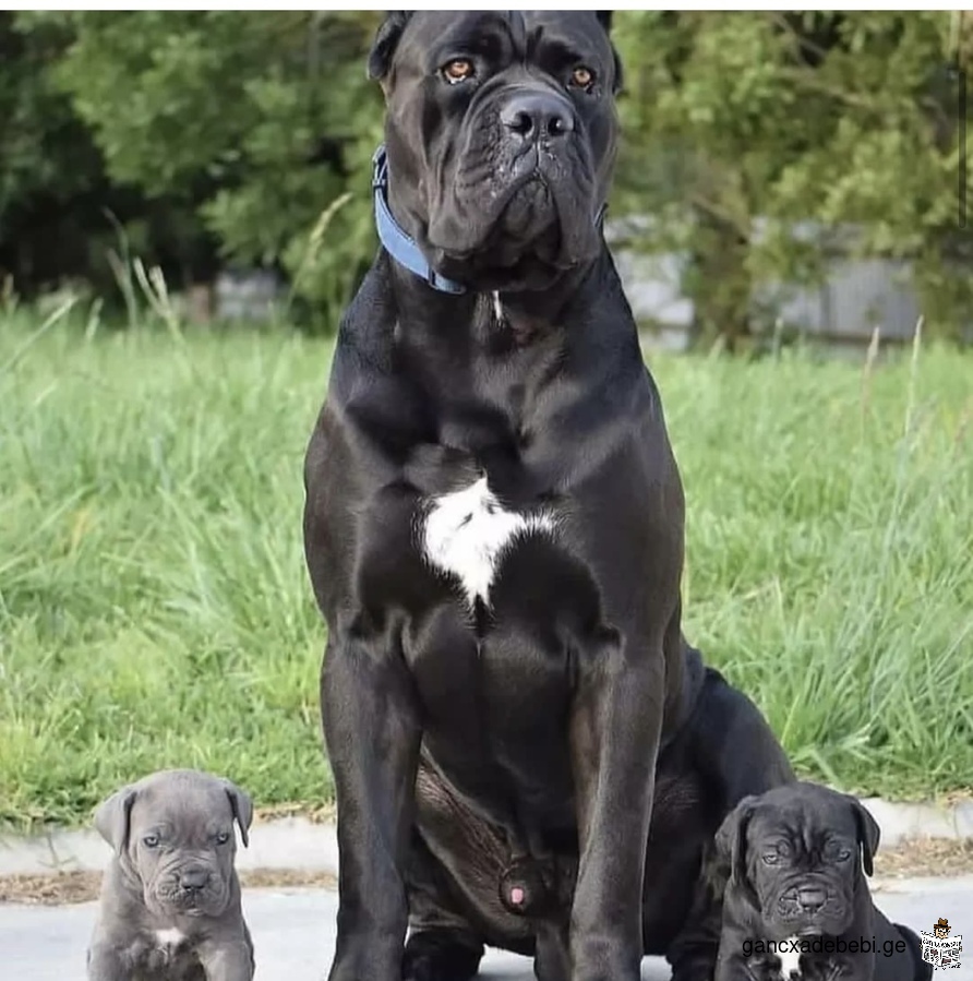 Cane corso puppies males and female