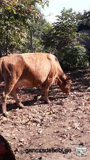 Cow for sale 3850 lari