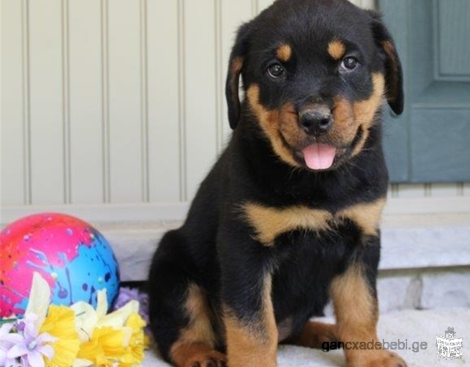 Cute AKC Rottweiler Puppy for Adoption 12 weeks old