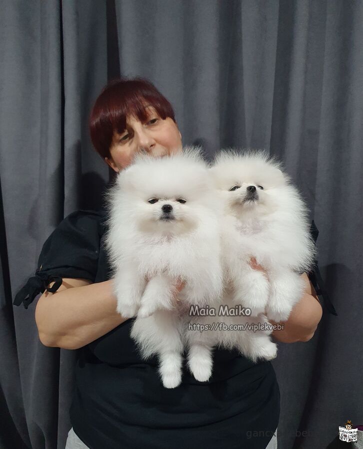 For sale white Pomeranian Spitzes, puppies. Excellent genetics, with FCI pedigree.