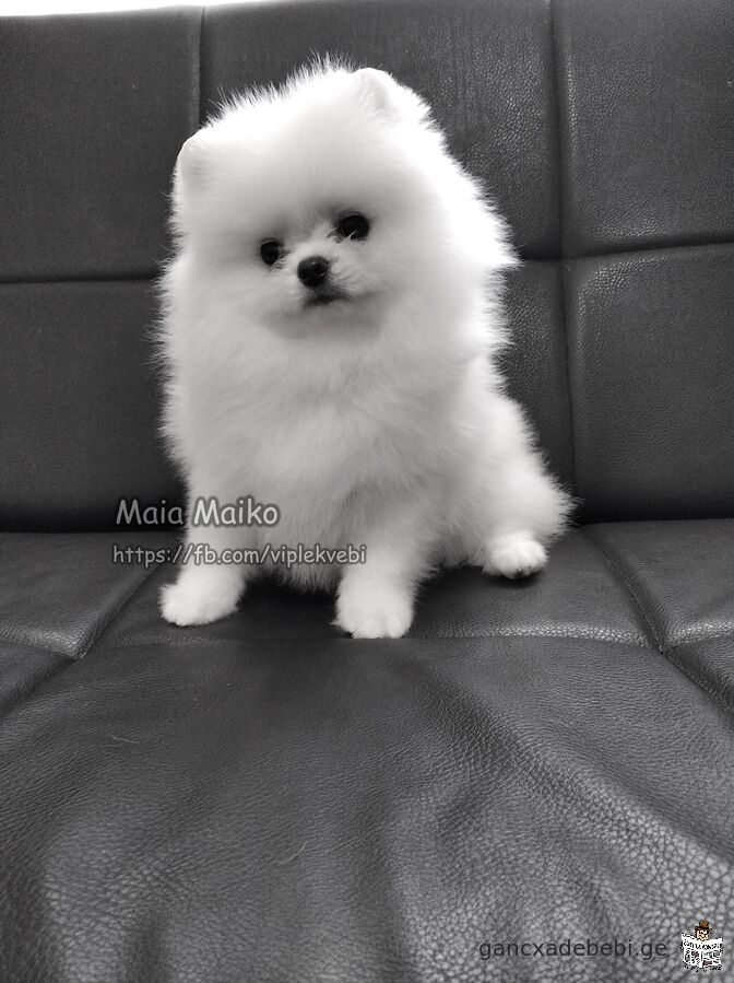 For sale white Pomeranian Spitzes, puppies. Excellent genetics, with FCI pedigree.