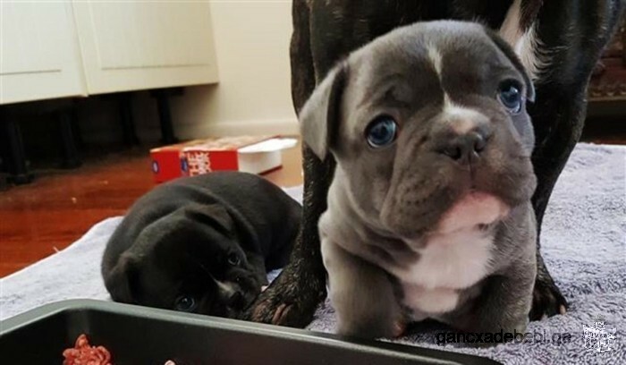 French Bulldog Puppies Ready For New Homes