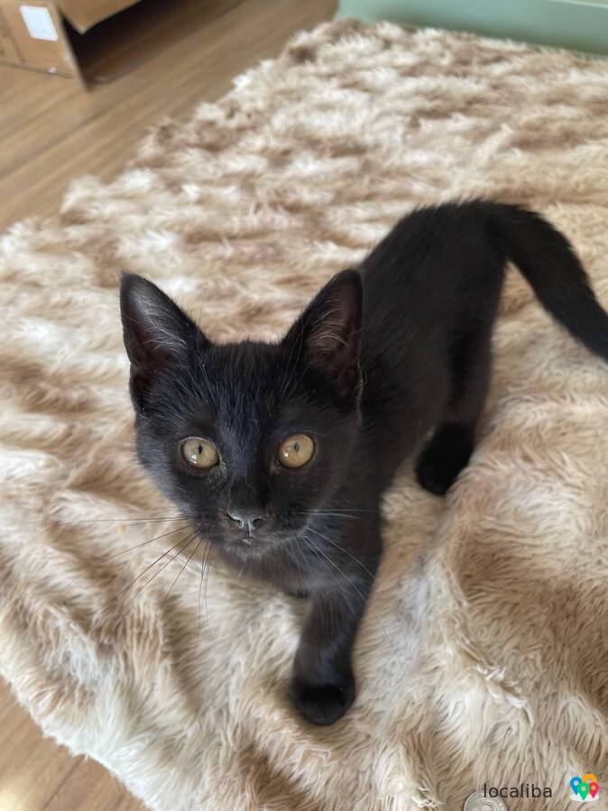 Giving away a small black kitten to a good home.