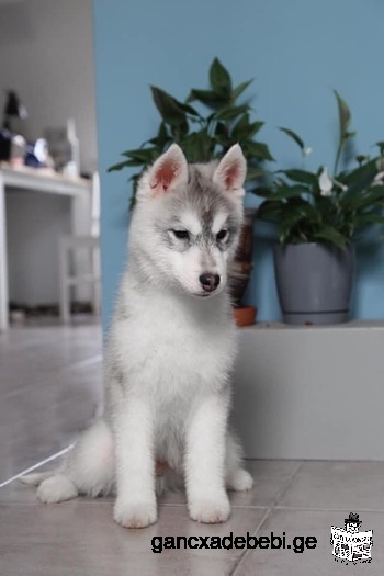Husky puppies from official kennel