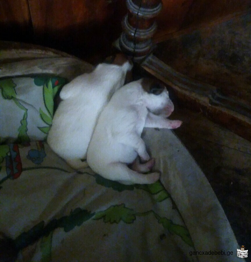 Jack (Parson) Russell Terrier puppies for sale