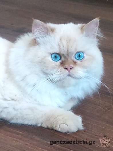 Lucky, Persian variety, white, male gender,