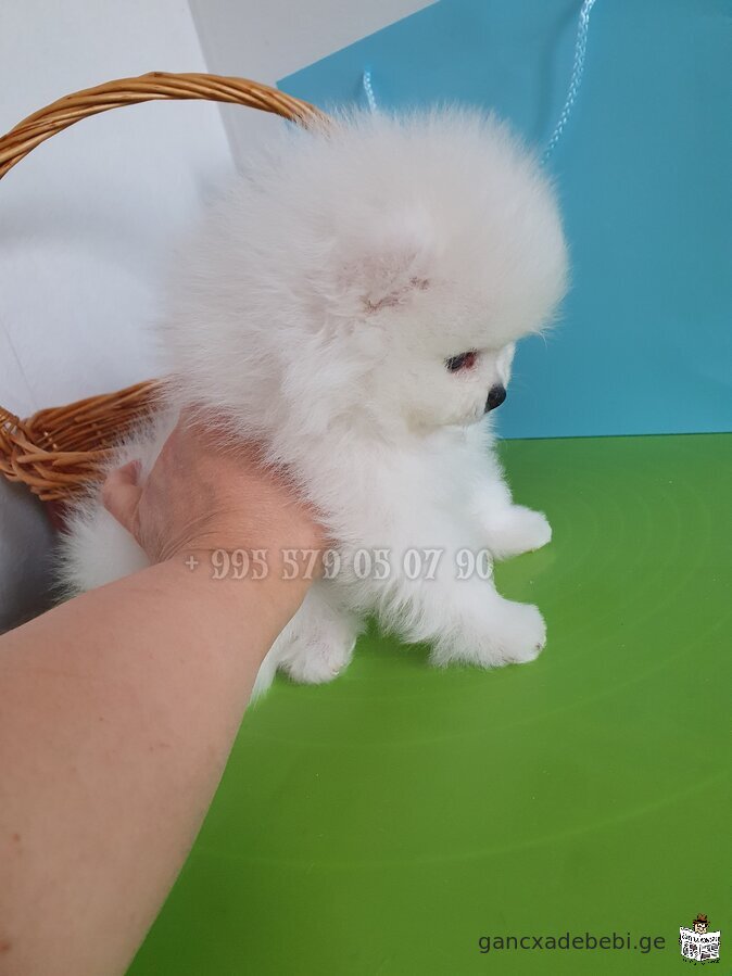 Mini white Pomeranian puppies, teddy bear type. FCI - FCG documents.