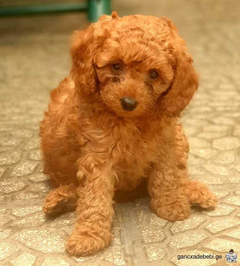 Miniature poodles for sale