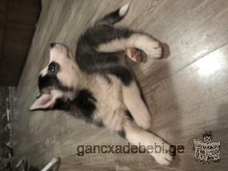 One month husky for sale