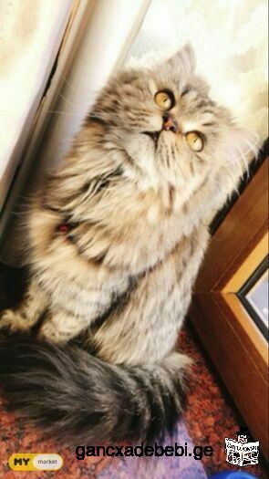 Persian cat :FOR SALE