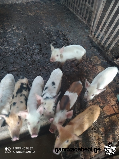 Pigs for sell