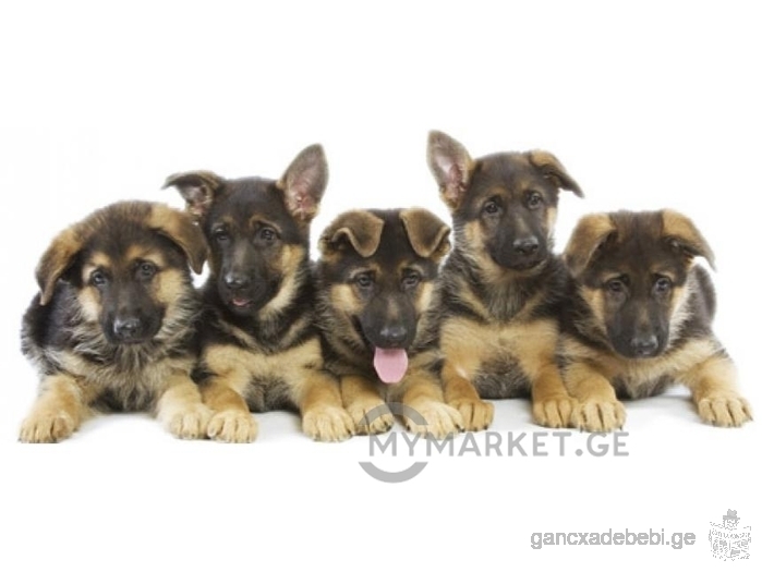 Purebred German shepherd puppies