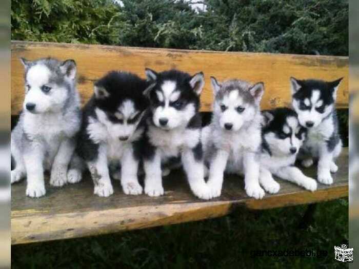 Purebred Siberian Husky puppies looking for the perfect home.