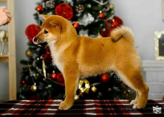 Shiba puppies from official kennel