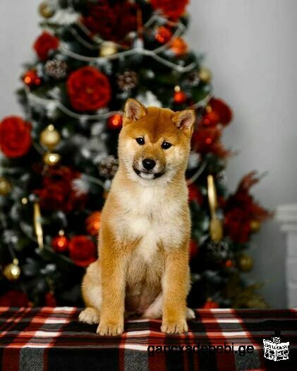 Shiba puppies from official kennel