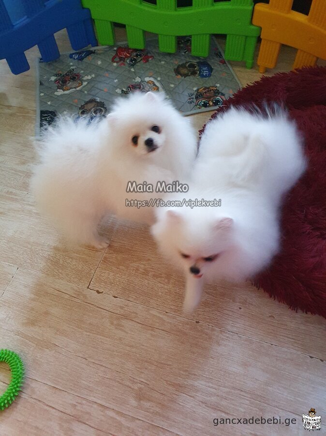 Sold quality puppies Pomeranian Spitz. Documents FCI-FCG.