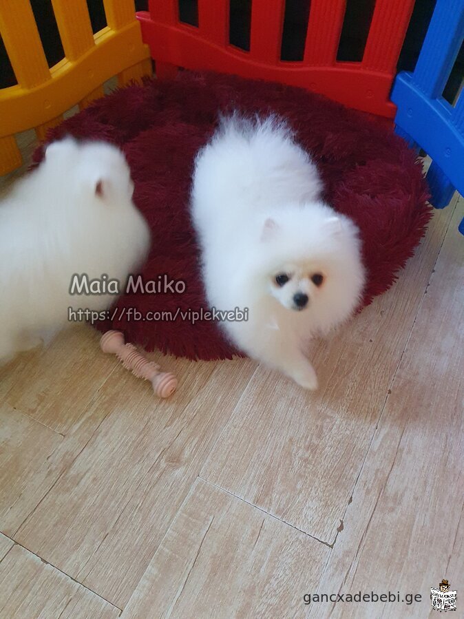 Sold quality puppies Pomeranian Spitz. Documents FCI-FCG.