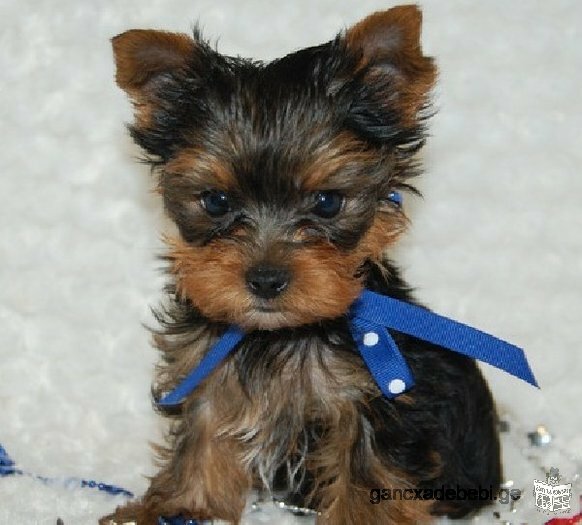 Teacup Yorkie Puppy for free adoption