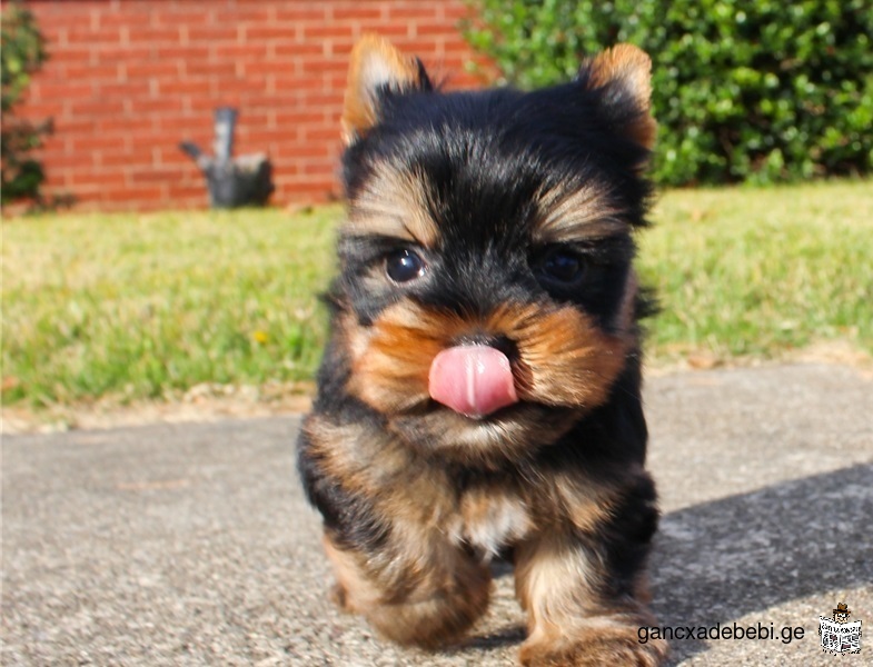 Two Yorkshire Terrier Puppies Needs a New Family
