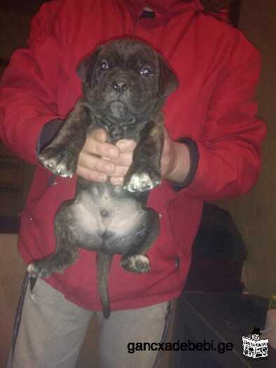 Two male cane corso puppies for sale