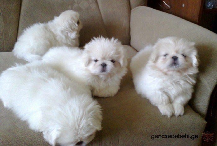 White Pekingese breed. Puppies