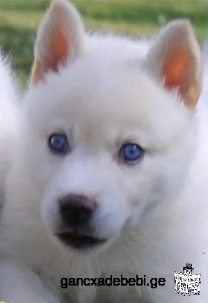 White Siberian husky with blue eyes, 2 months old, Full vaccination done and deworming completed