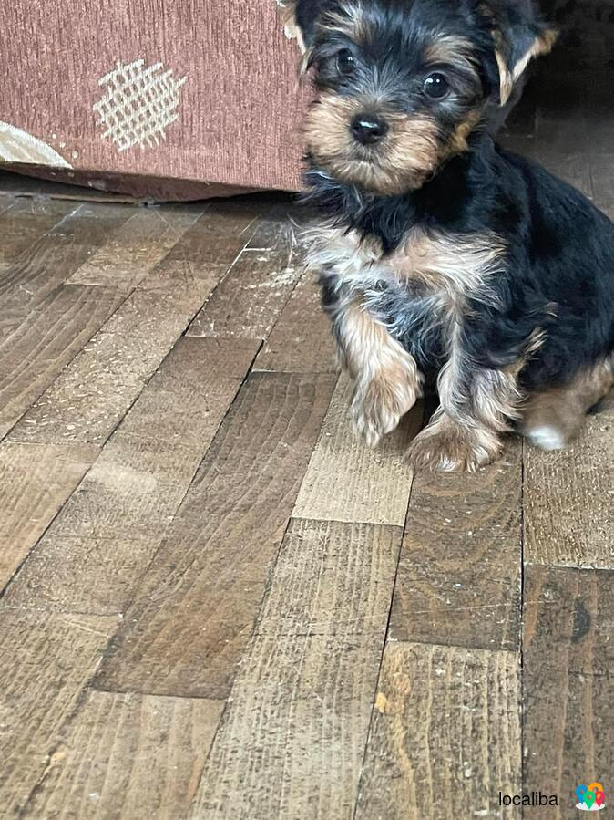 Yorkie puppies for sale. Children of titular mother and father
