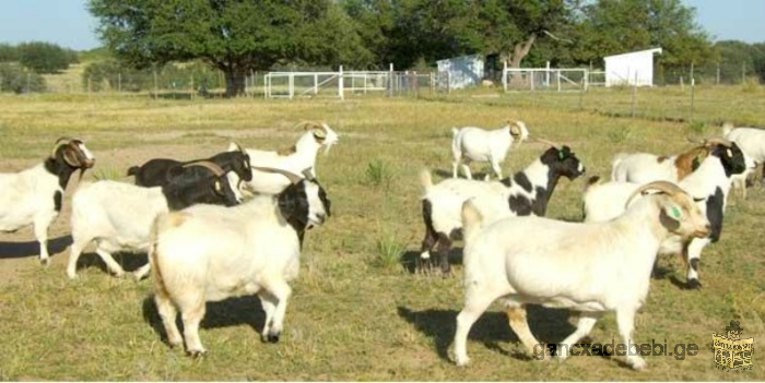 dairy goats available