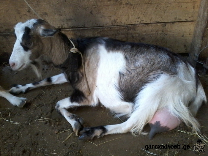for sale doly goats