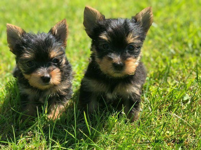 pure breed tiny yorkie puppies Whatsapp.+44 741 832 1782