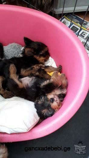 pure breed tiny yorkie puppies Whatsapp.+44 741 832 1782