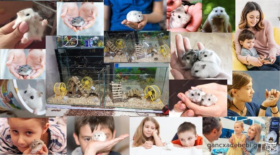 sale hamsters and aquariums tbilisi