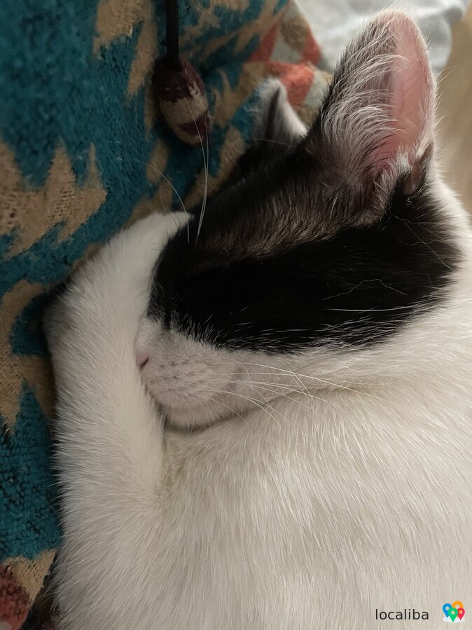 Noir et blanc, ce chat domestique cherche un nouveau propriétaire.