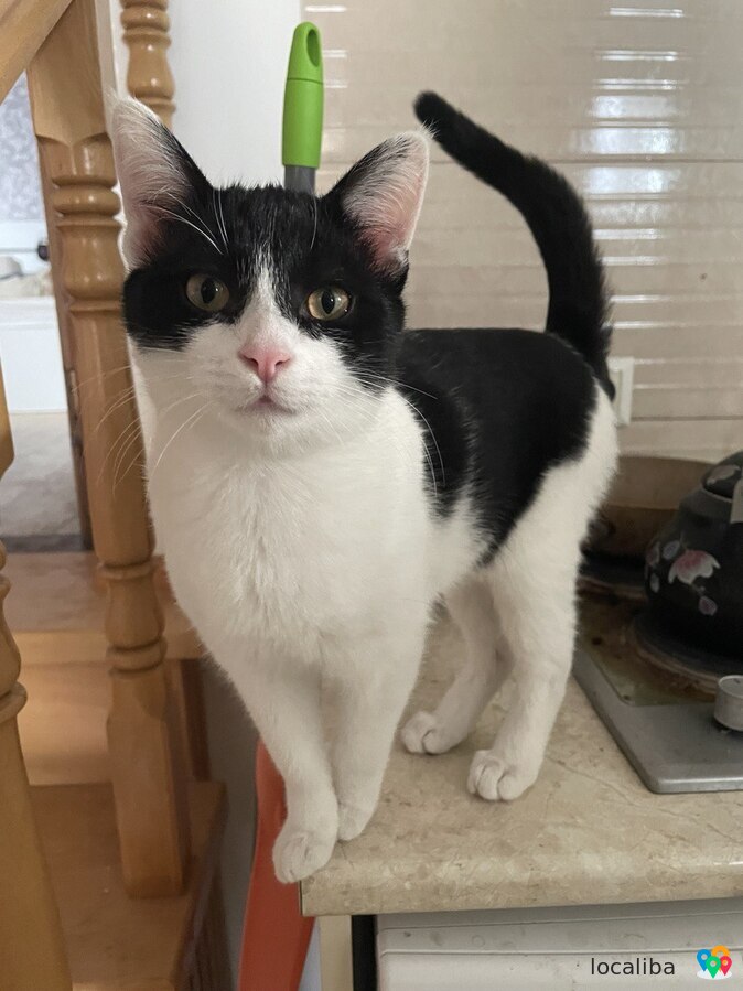 Noir et blanc, ce chat domestique cherche un nouveau propriétaire.