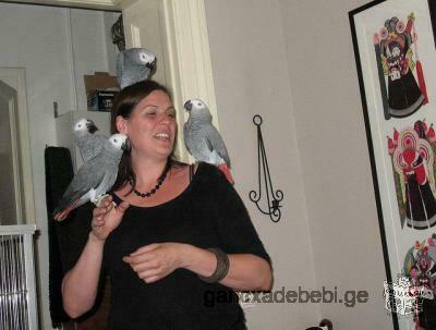 Parler des perroquets gris africains
