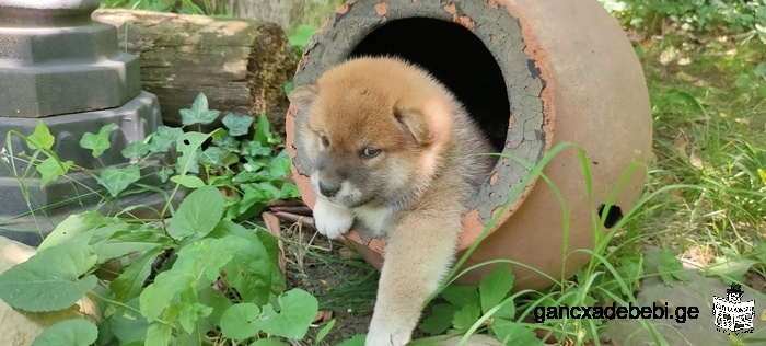 შიბა ინუს ლეკვი/Shiba Inu puppy