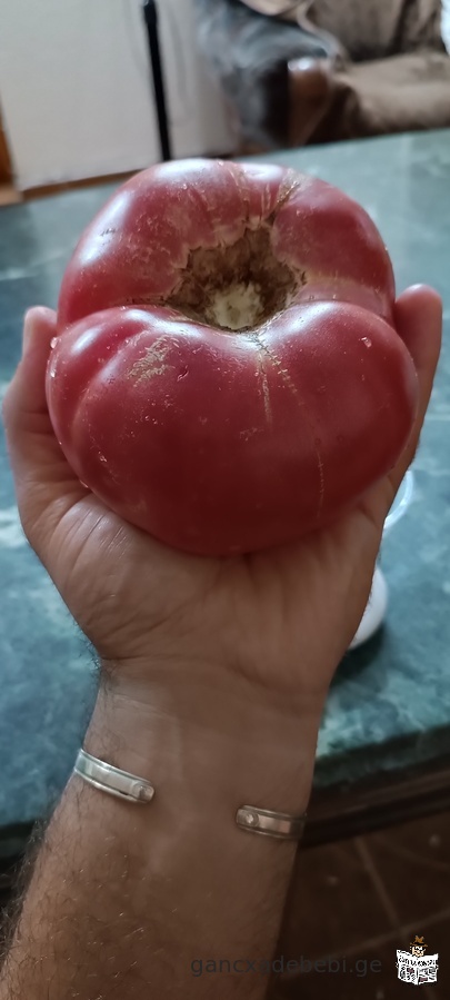 CiTilebi pomidori kombosto nesvi sazamTro satacuri