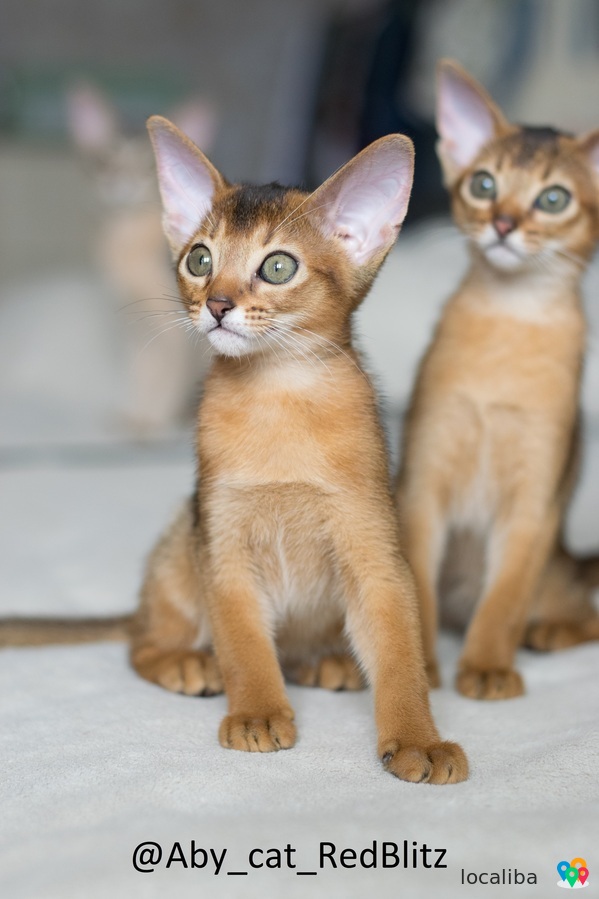 Абиссинские котята из питомника с документами