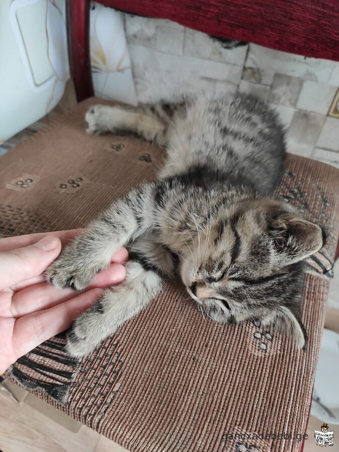 Найден котенок 1.5 месяца, отдам в добрые руки