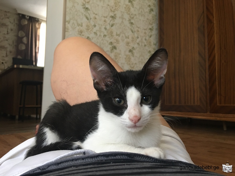 Отдам в добрые руки черно-белого гладкошерстного котенка-мальчика около 3 месяцев возраст